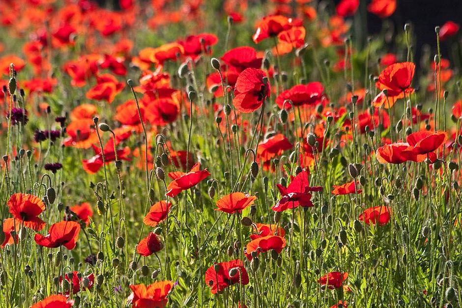 Poppies