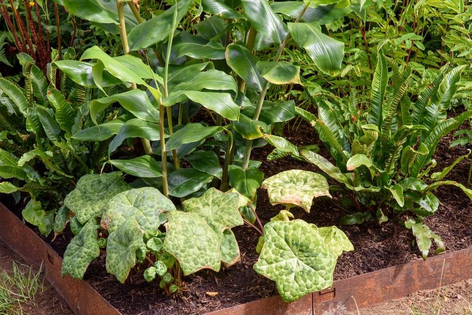 Planting combination of <i>Podophyllum</i> 'Spotty Dotty', <i>Asplenium scilopendrium</i>, and <i>Hedychium</i>