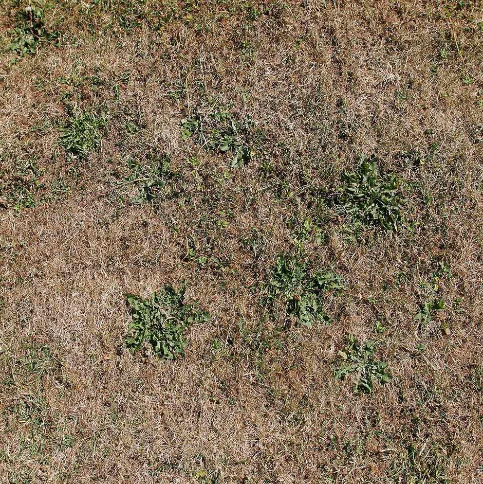 If your lawn is parched, dont be tempted to water – it will soon recover once rain arrives