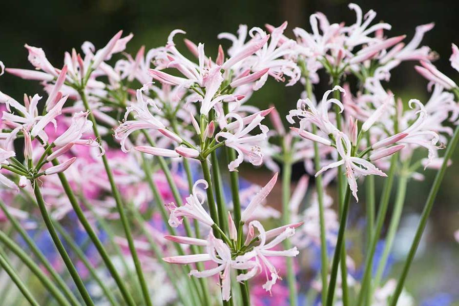 Discover nerines