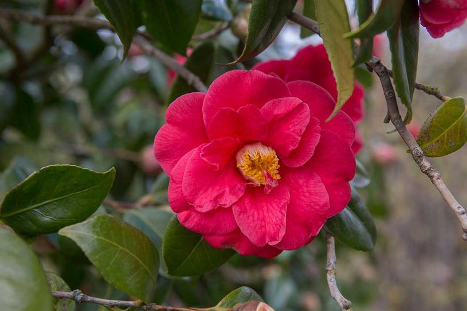 Discover camellias