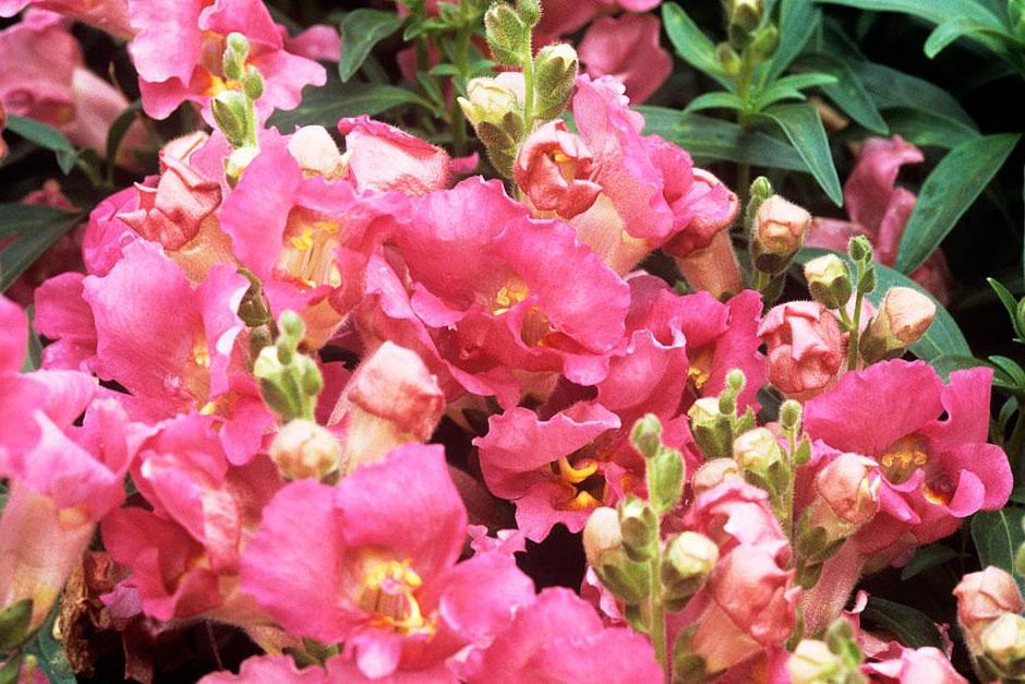 Snapdragons