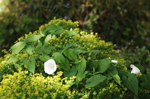 Hedge bindweed