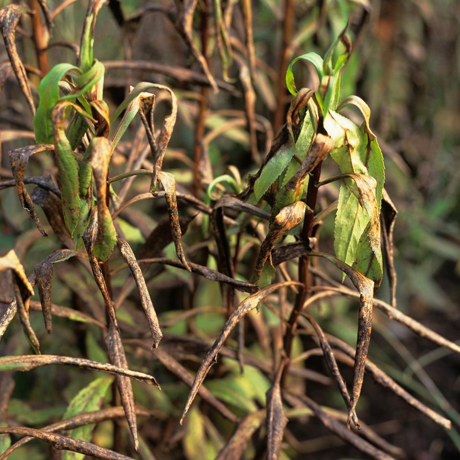 Hard frosts can blacken and kill stems or whole plants