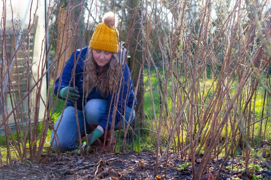 Pruning autumn-fruiting raspberry canes down to the ground in winter