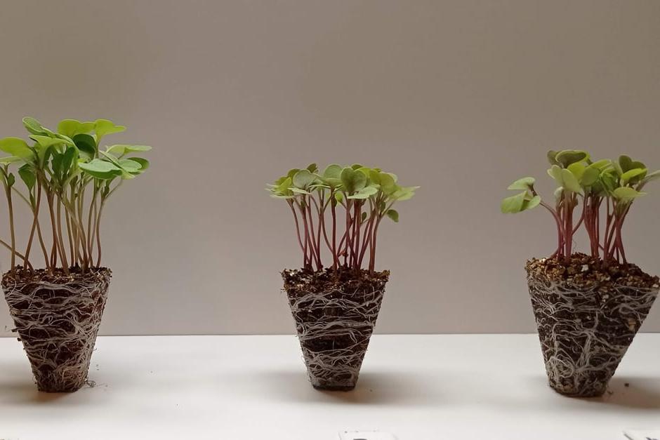 Comparing root development of peat-free plug plants