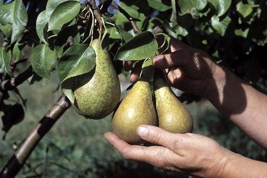 growing pears