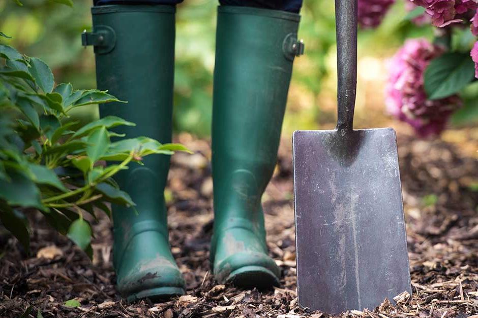 How to grow perennial plants