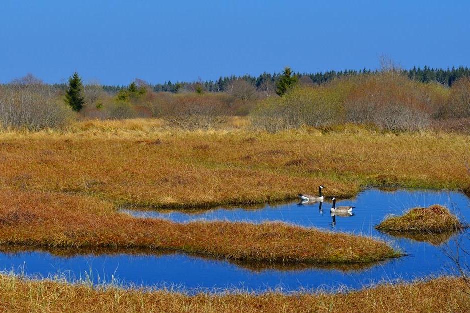 Peat bogs like this one are invaluable in mitigating climate change